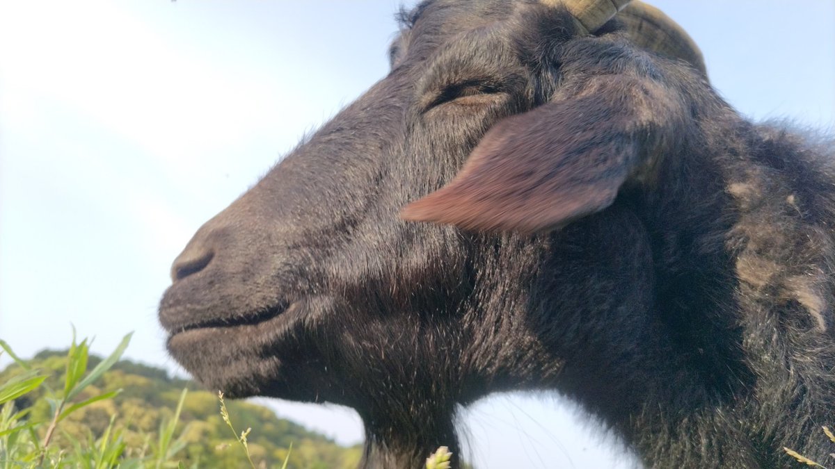 幸せそうな　いいお顔🐐 平和ですね😊