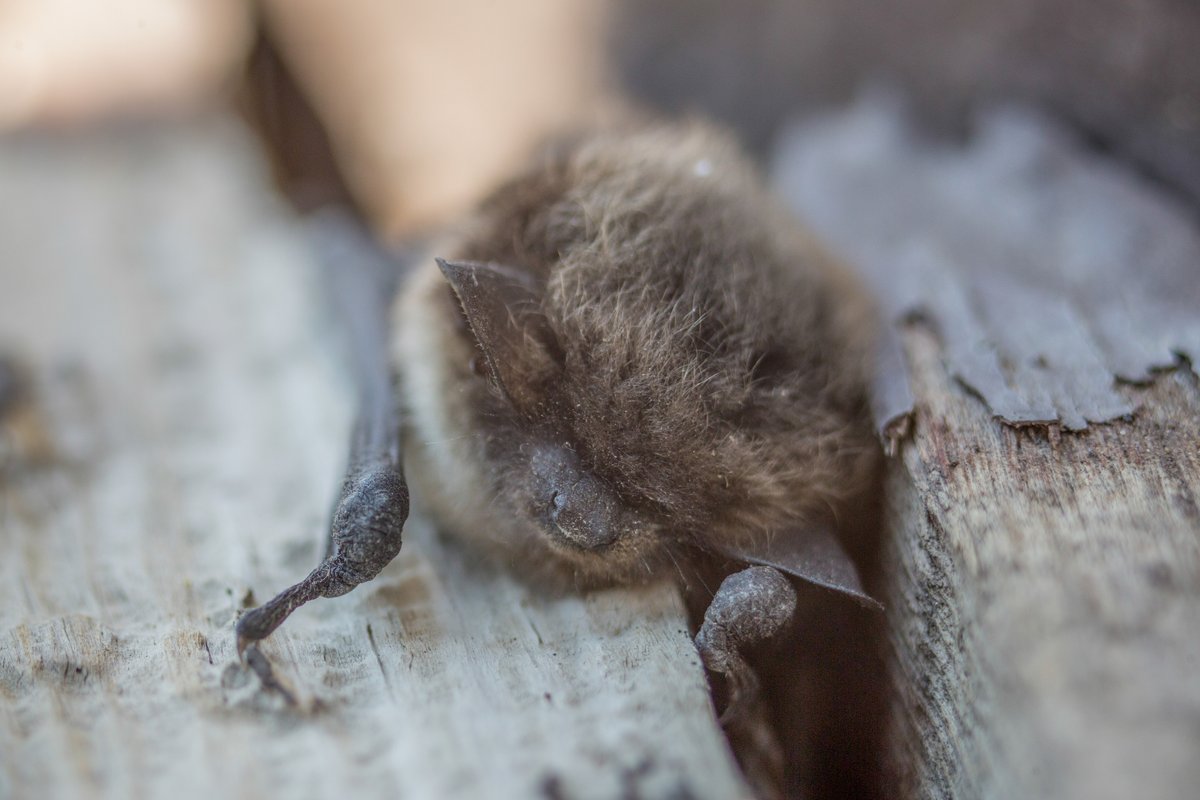 Tomorrow is #BatAppreciation day. Some species can eat 1000’s of flying insects a night! There are 13 species of bats in Yellowstone. Your neighborhood probably has some too. Check out go.nps.gov/bats to learn how to live alongside these helpful creatures.