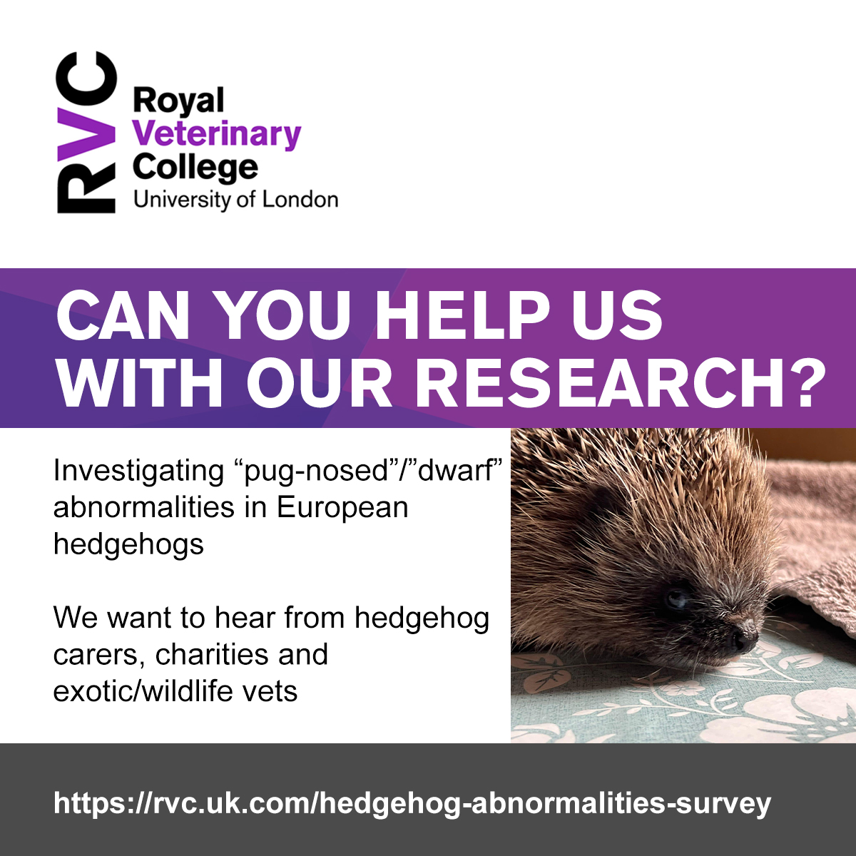 🦔 Can you help us with our research? This anonymous survey is for hedgehog carers, charities and exotic/wildlife vets in the UK/EU, investigating “pug-nosed”/”dwarf” abnormalities in European hedgehogs. 📅 Deadline: 1st September 2024 ➡️ Survey link: rvc.uk.com/hedgehog-abnor…