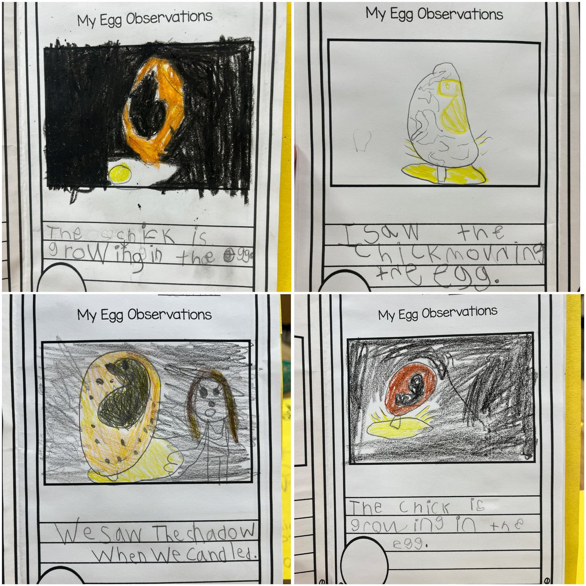 We have been working on our Chick Observation booklets. So far we have two Egg Observation entries.  <a href="/SetonWildcats/">SETON DPCDSB</a>