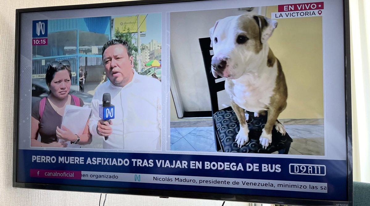 jroca2009's tweet photo. Pagaron más de 500 soles para que su perrito vaya en una minivan hacia Piura, y llegó asfixiado/muerto, en la bodega de un bus de transporte interprovincial llamada Argos.. y nadie le da explicaciones 😡 cuanta maldad @canalN_ @Ederhernandezl https://t.co/s7LNQIvSrG
