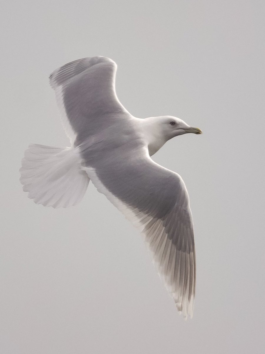 Adult #kumliensgull Helmsdale Scotland 🏴󠁧󠁢󠁳󠁣󠁴󠁿 did I mention I like gulls ? #digiscoping flying birds, not the easiest ? Manual Focus But I love the challenge! #kowascoping #LUMIX #benrouk @RareBirdAlertUK @BirdGuides @KowaOptics @Benro_UK @LUMIX_Japan