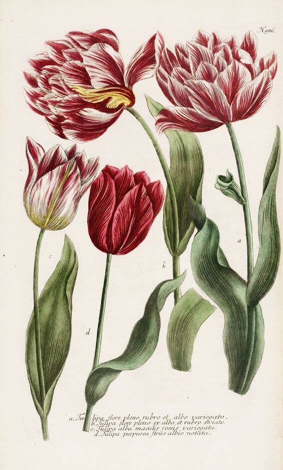 In the 1630s, The Netherlands was gripped by Tulipmania: a speculative fever unprecedented in scale. Find out what happened next and get up close to some of the RHS Library treasures on the subject in our next talk at @RHSWisley on 26th April 11am rhs.org.uk/gardens/wisley…