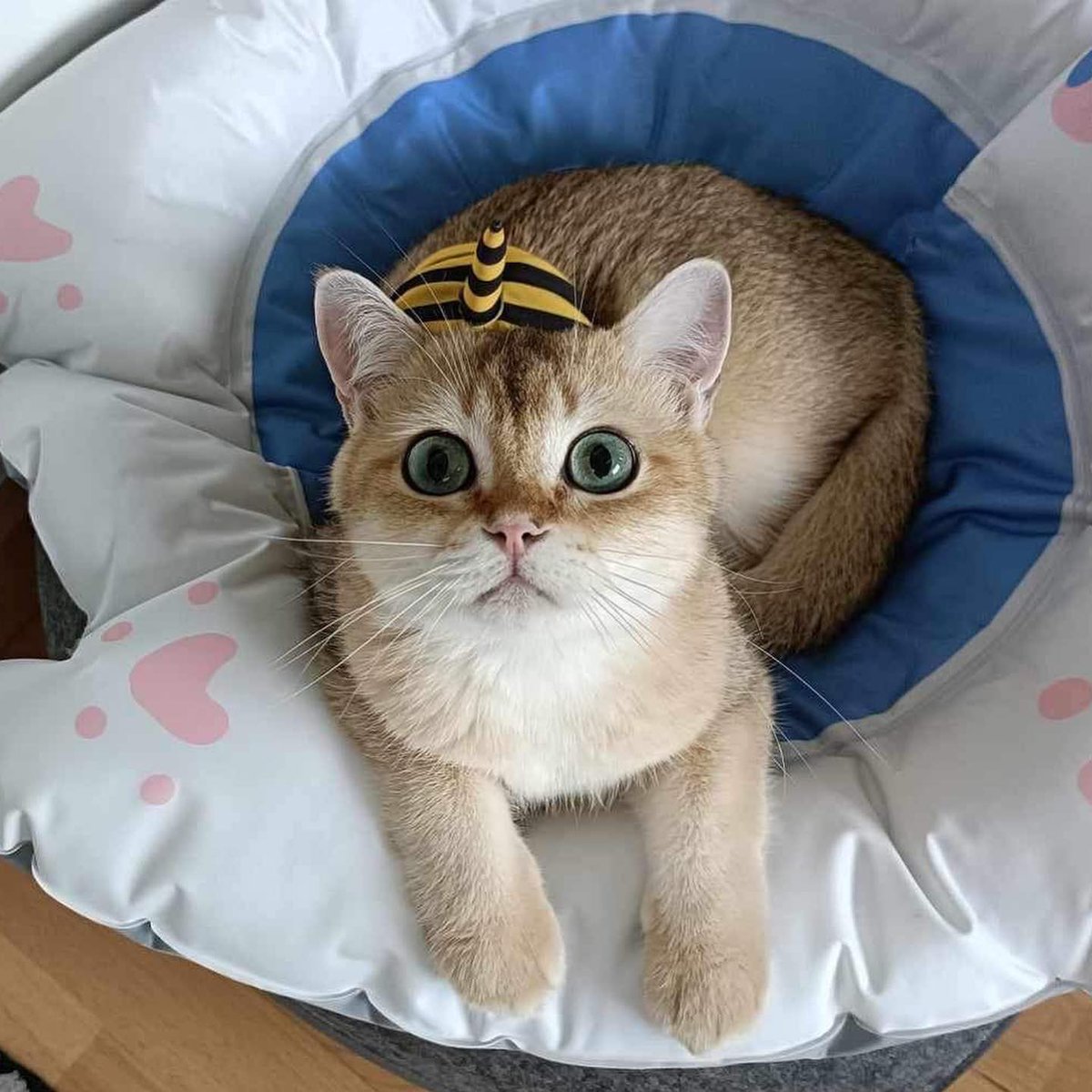 gianclairey's tweet photo. ©️hazardisacat - IG
@gulfkanawut
#GulfKanawut https://t.co/KZovtTZMTr