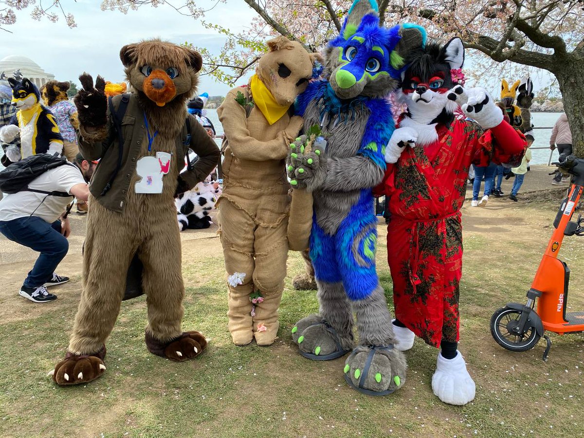 buncha fluff!  buncha cherry blossoms!  buncha cute!  feat. @PonderBeaver, April_21st, and @KossKelir! 📸  @fuzzfurball #publicfursuiting #fursuit #fursuitanyday #cherryblossomfestival