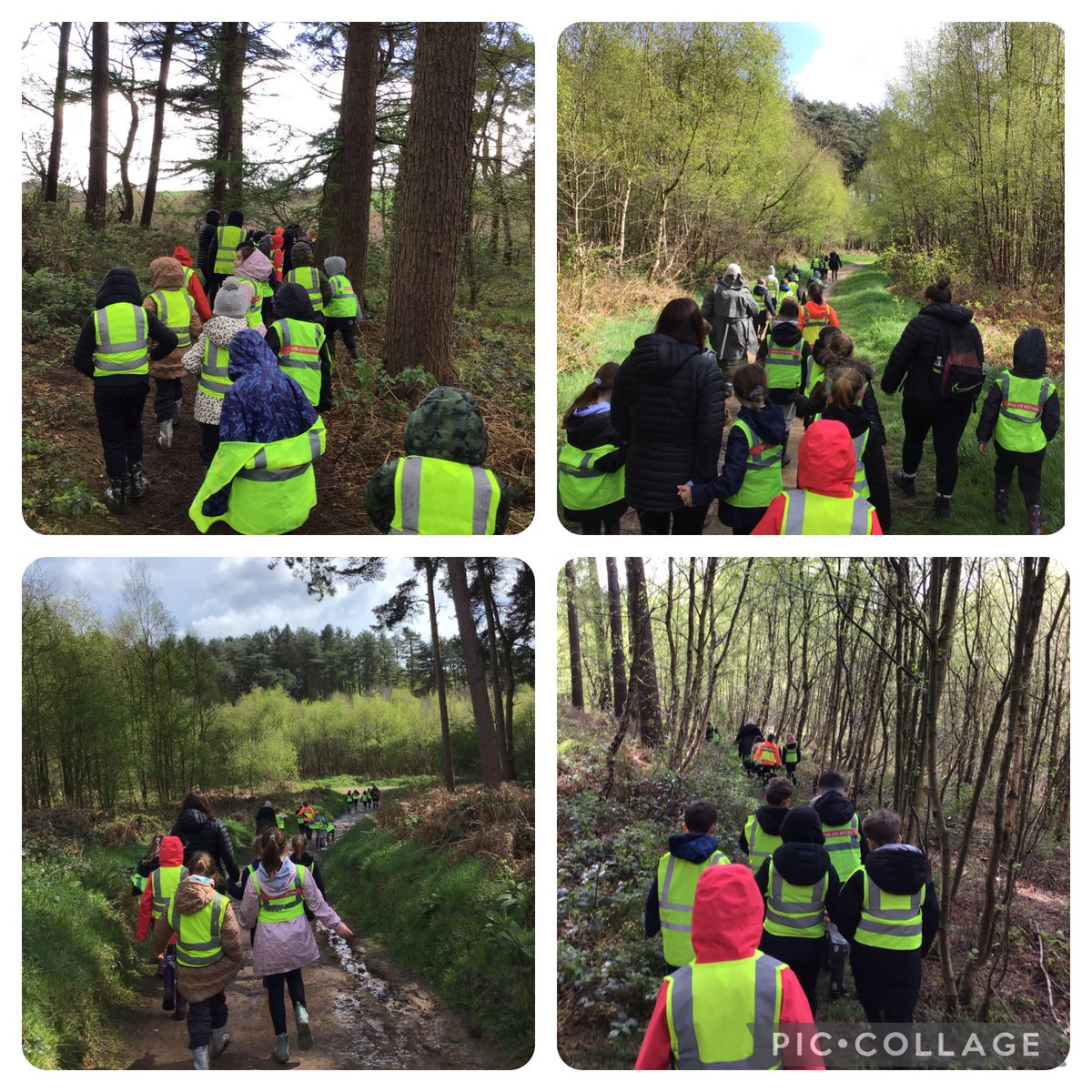 BroomfieldsJnr's tweet photo. On our woodland walk around Delamere Forest, 3HG discovered different habitats, food sources and identified different scientific enquiries!
#BroomfieldsYear3 #BroomfieldsGeography #BroomfieldsScience #BroomfieldsPE https://t.co/X2jCoOiDV2