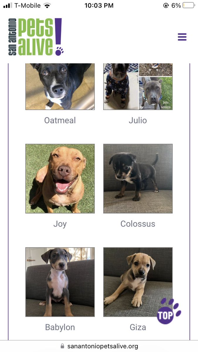 juliaaaa42's tweet photo. Scrolling through these adoptable dogs and busted out laughing at “Colossus” https://t.co/zPp4H9z4Kr