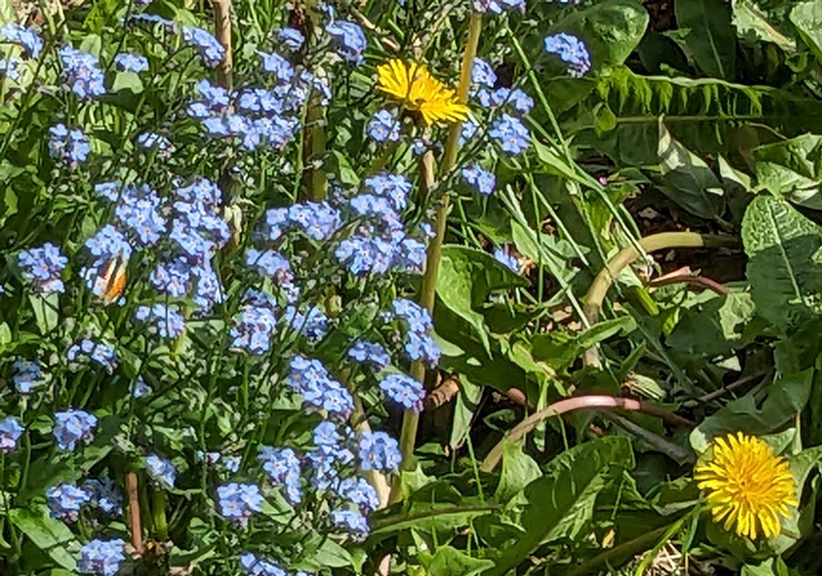 Unmistakable Orange Tip 🧡 on my Forget-me-nots. They are so clever to angle themselves nearly invisible to camera (as tho to predator?) I don't know how people get such good photos! @savebutterflies @UpperThamesBC @BCWarwickshire