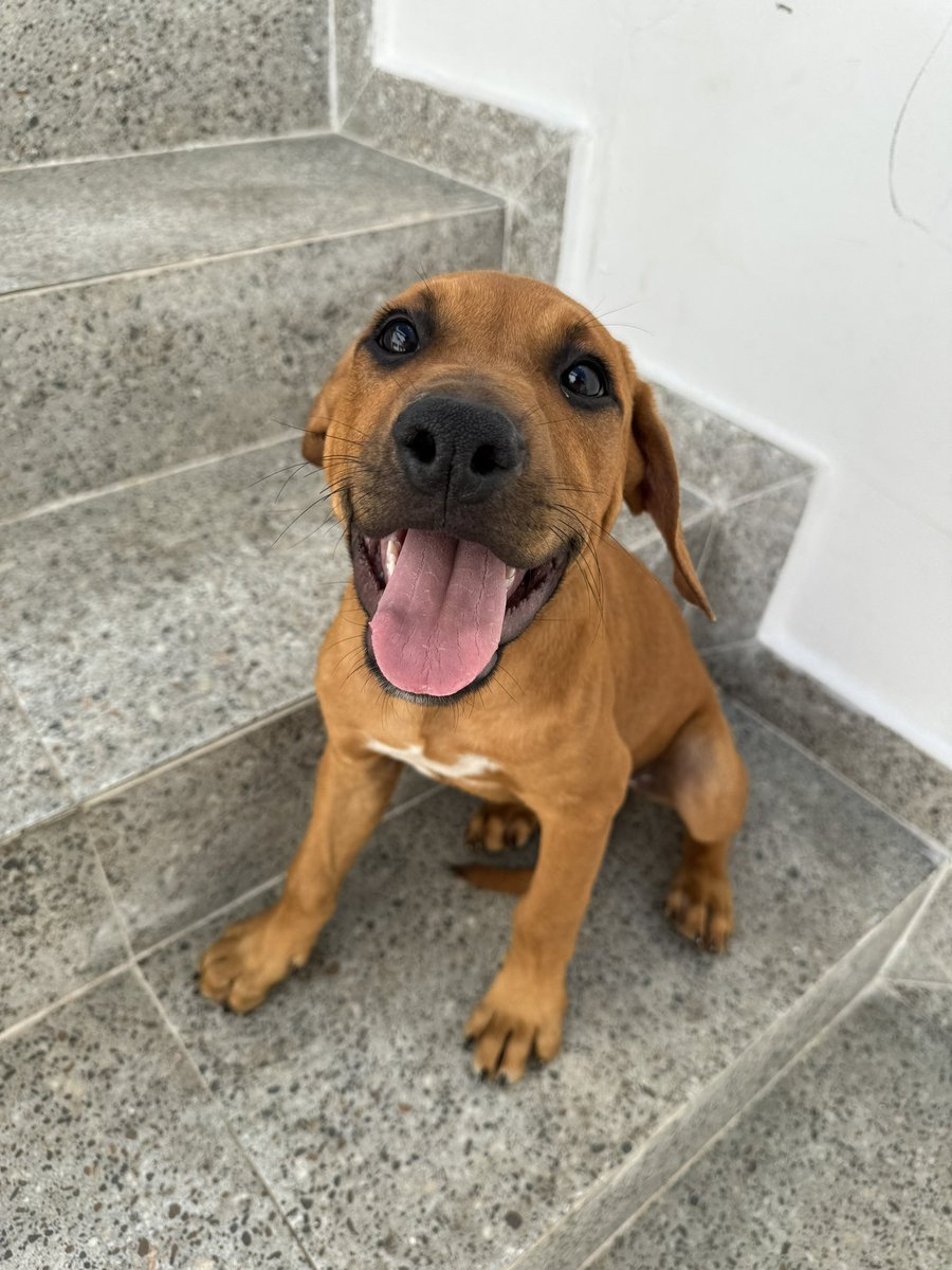 Atenção pessoal, Scooby Doo disponível para adoção Um pitlata de 5 meses, vacinado, vermifugado, brincalhão, cheio de energia e amor pra dar De graça! Esse amor não tem preço, levo até você pela capital de São Paulo ADOTE O BERNARDO!!! Ele é uma delícia de cachorro e merece +