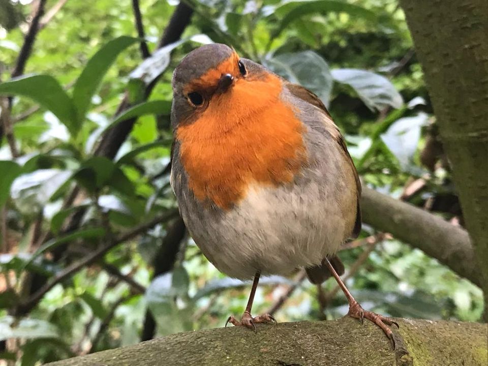 Join us on Sun 5 May to welcome in the Dawn Chorus! This event will proceed rain/hail/shine, except in the case of severe weather. Wear appropriate footwear, warm clothing & bring rain gear. Meet in the courtyard (near tearooms) at 4.30am. Image: F. Mothersill @HeritageIreOPW