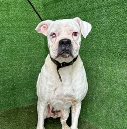 💔🆘💔13 yo SNOW, 73 lb, has been at Lancaster #California ACC since Sun 4-14. He's on stray wait; could be available for adoption as early as Fri 4-19 if he is not chipped. Please share, hoping his family sees him and takes him home, or he finds a new furever home. #A5619280