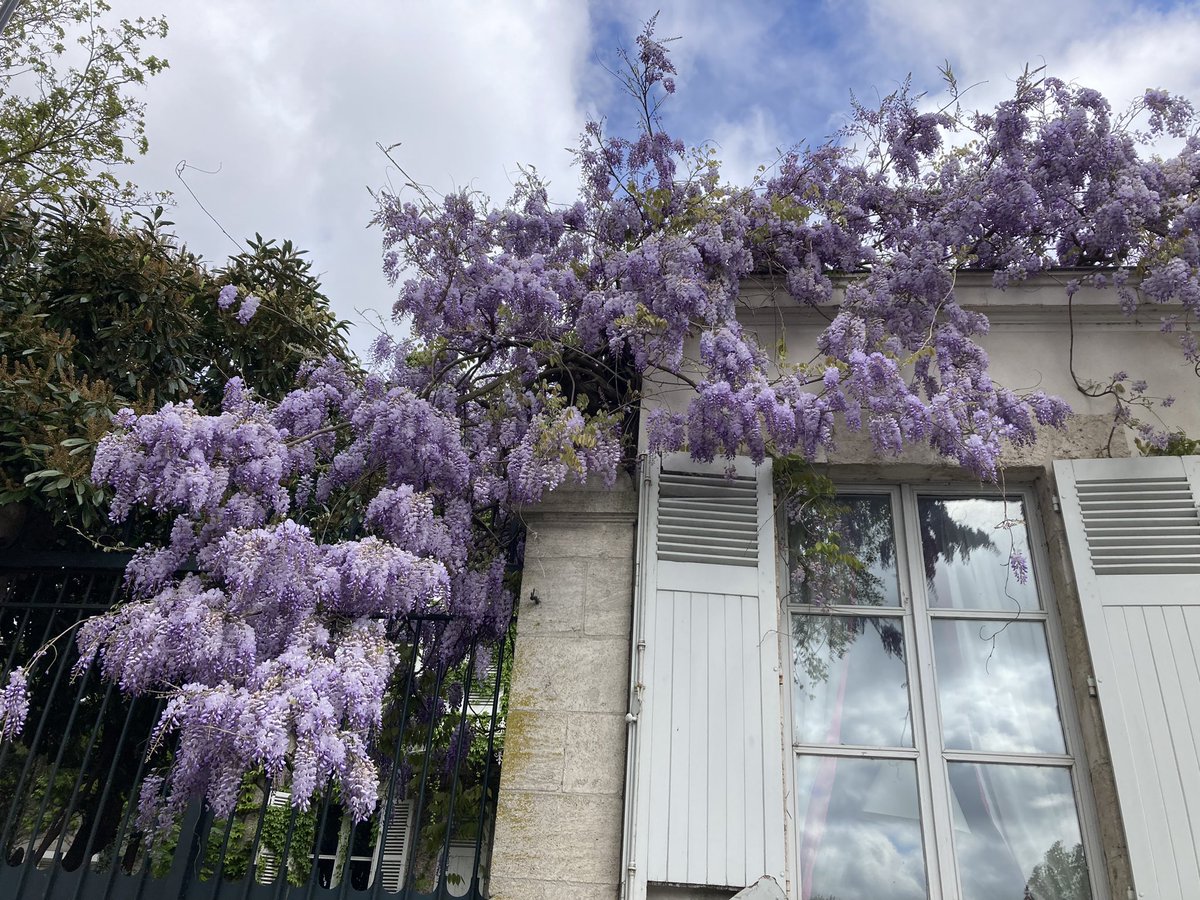 The scent of this Wisteria in Orléans 🇫🇷 was nearly overwhelming.