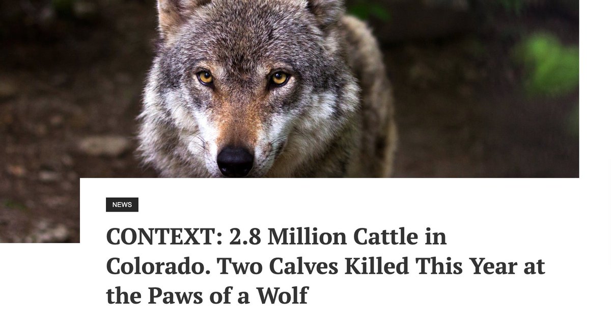 Wolves have killed just two calves in Colorado so far this year, and though much has been made of the deaths, they are statistically insignificant. coloradotimesrecorder.com/2024/04/contex… #copolitics