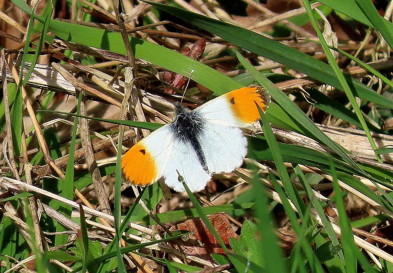 A few species from #WyverLaneNR today on week 3 of the butterfly transect. Carried out over 1.5 hours. Single Holly Blue, 3 Orange-tip (2 male/1 female), 2 Small Torts and a Peacock. @ButterfliesEM @DerwentBirder @Mightychub @DanielCMartin1 @CliveAshton5 @chriscx5001