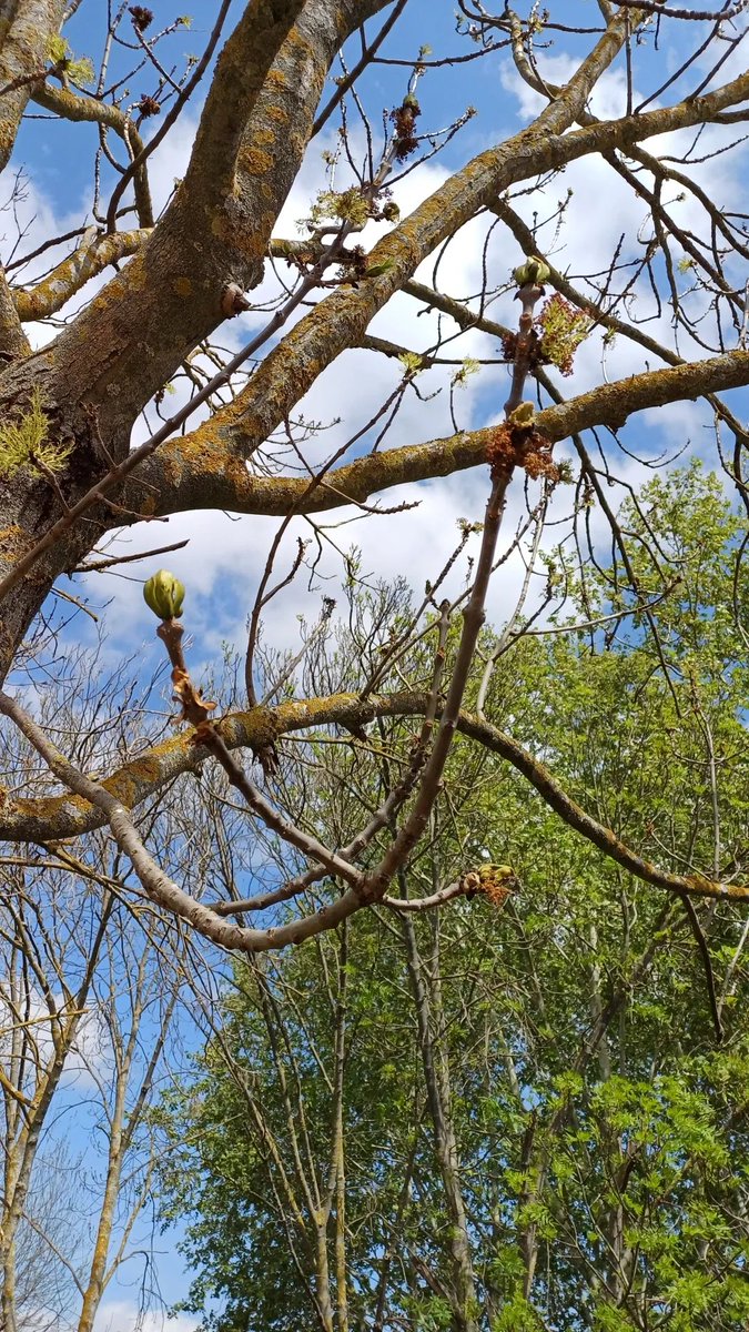 AnaMaraNicols2's tweet photo. Ashtrees near river Ebro/Fresnos junto al Ebro.
#ashtrees #fresnos #Ebro  #Logroño #LaRi https://t.co/Wn7TOW42yy