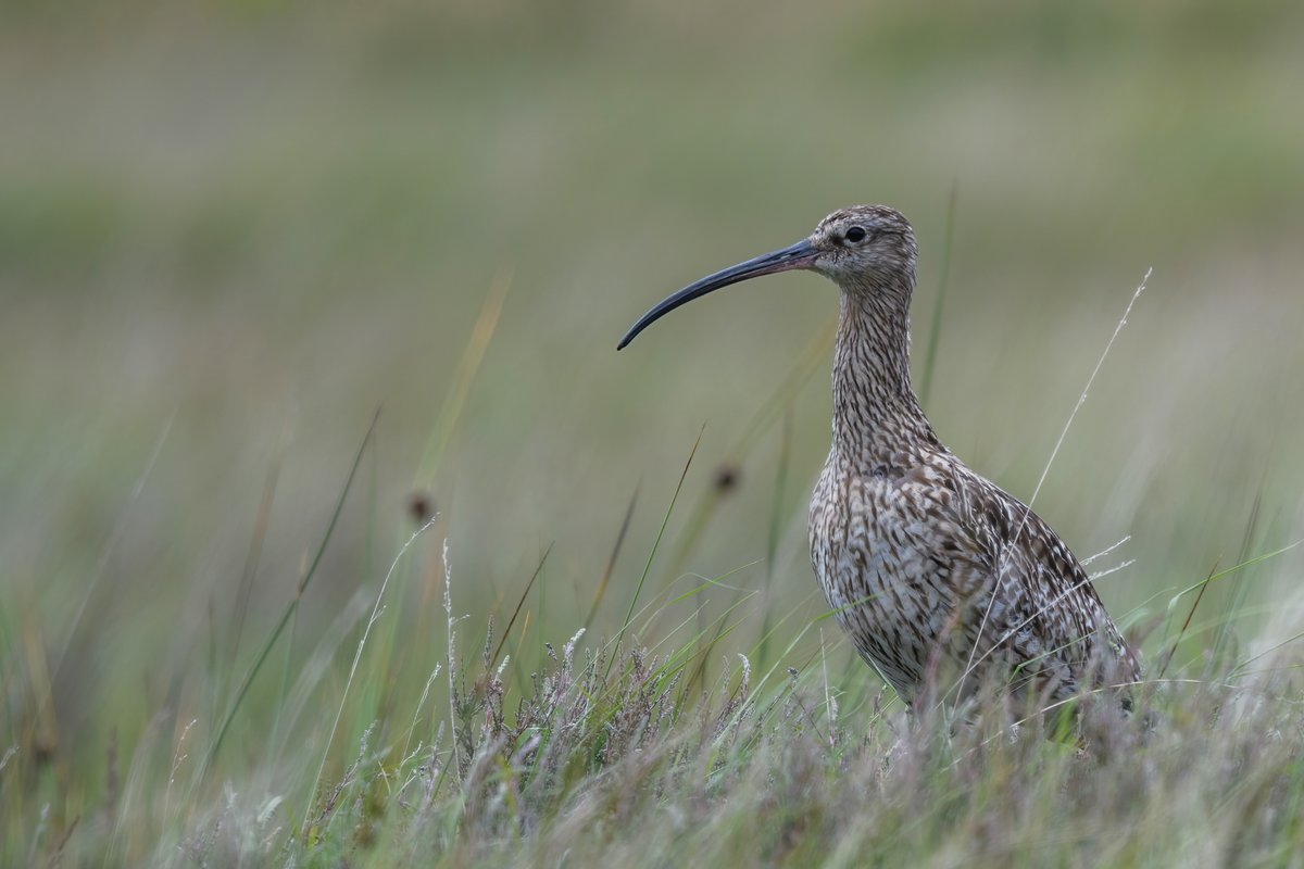 Back by popular demand, Curlew Calling! Celebrating @WorldCurlewDay and @CurlewCountry the leading lowland curlew restoration project. Order your copy here - and of course, it's a great present for your birding and nature pals! Mark Battersby pic credit