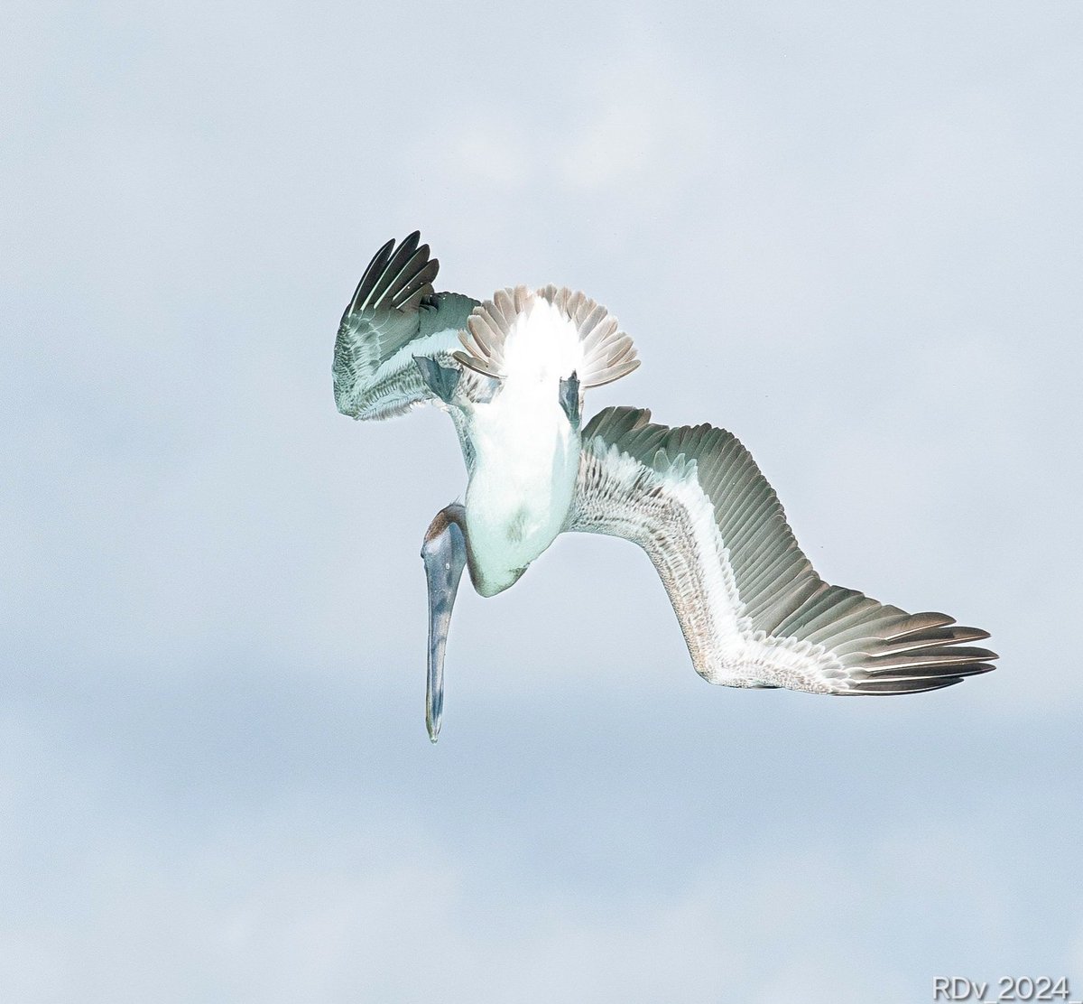 The dive #pelican #dive #birdinflight #birdphotography #birding #birdwatching #BirdsOfTwitter #Florida #wildlife #nature