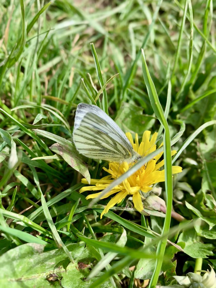 Steph34005455's tweet photo. With all this rain and hail, you wouldn’t think #butterflies were on the wing only last week @RowantNNR! Come back sunshine ☀️ https://t.co/at6kFdHMIP