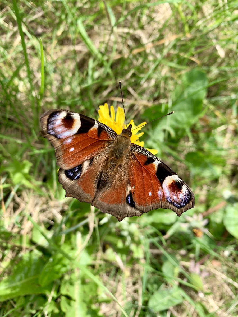 With all this rain and hail, you wouldn’t think #butterflies were on the wing only last week @RowantNNR! Come back sunshine ☀️