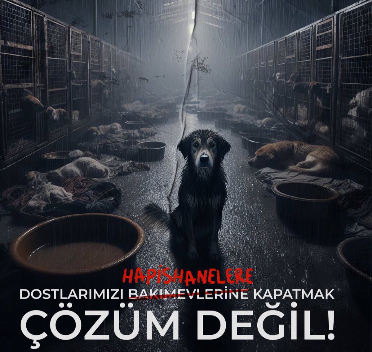 Sokak hayvanları ile ilgili sorun yaşanıyorsa bunun suçlusu toplayın diyenler ve toplayan belediyelerdir! Kırsaldan ve merdivenaltı üretimden oluk oluk köpek geliyor! KISIRLAŞTIRILACAKLAR, ÜRETİM VE SATIŞ DURDURULACAK, TERK EDENLERE AĞIR CEZALAR GELECEK, Bu kadar basit!