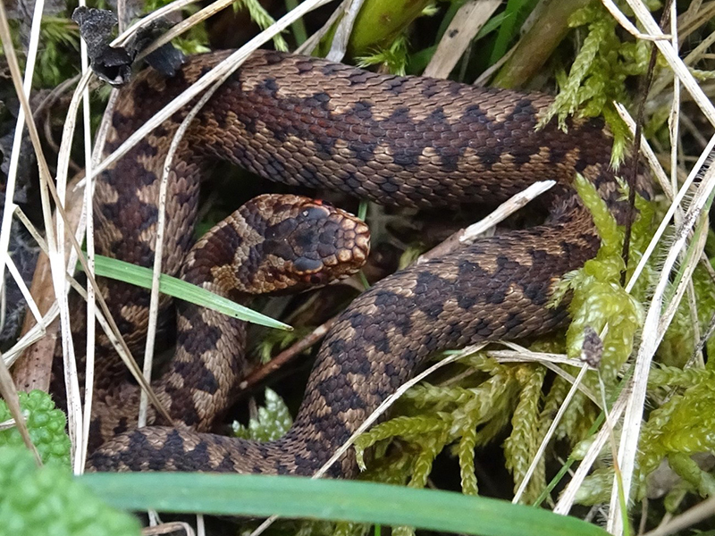 Black Adders, Field Wood-rush, Sweet Violets and more. What's been happening at Levin Down nature reserve in April? Find out in this blog by Volunteer Reserve Manager Rob Eadie sussexwildlifetrust.org.uk/news/levin-dow…