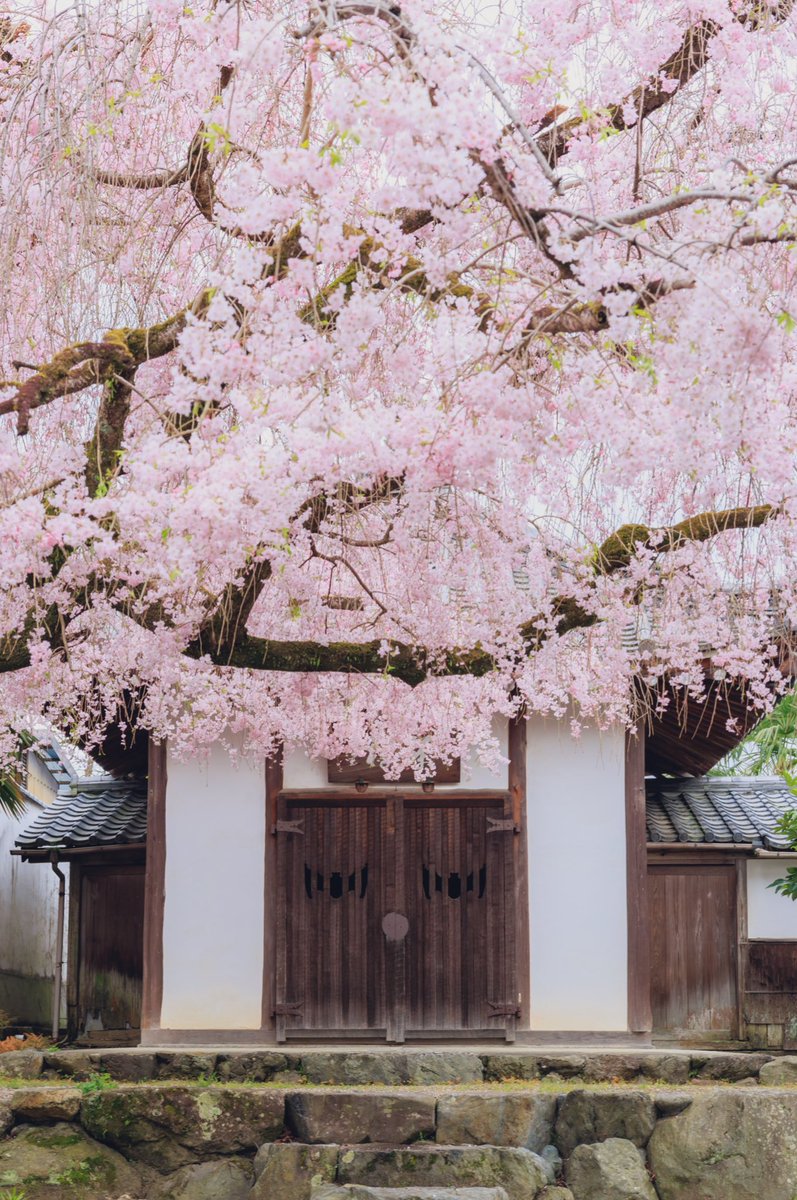 黄檗山萬福寺
京都よきかなメンバーで萬福寺へ！
隠れた桜の名所やね😊
とても見応えのある桜でした🌸
#京都よきかな