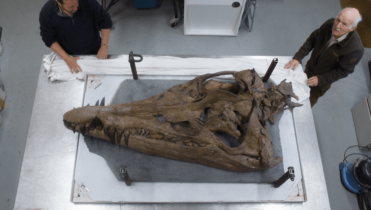 In 2023, a 150-million-year-old pliosaur skull found on the Jurassic Coast, with a bite force rivaling T. rex's, made headlines. It's now in the Guinness Book Of World Records. iflscience.com/one-in-a-billi… #fossils #paleontology