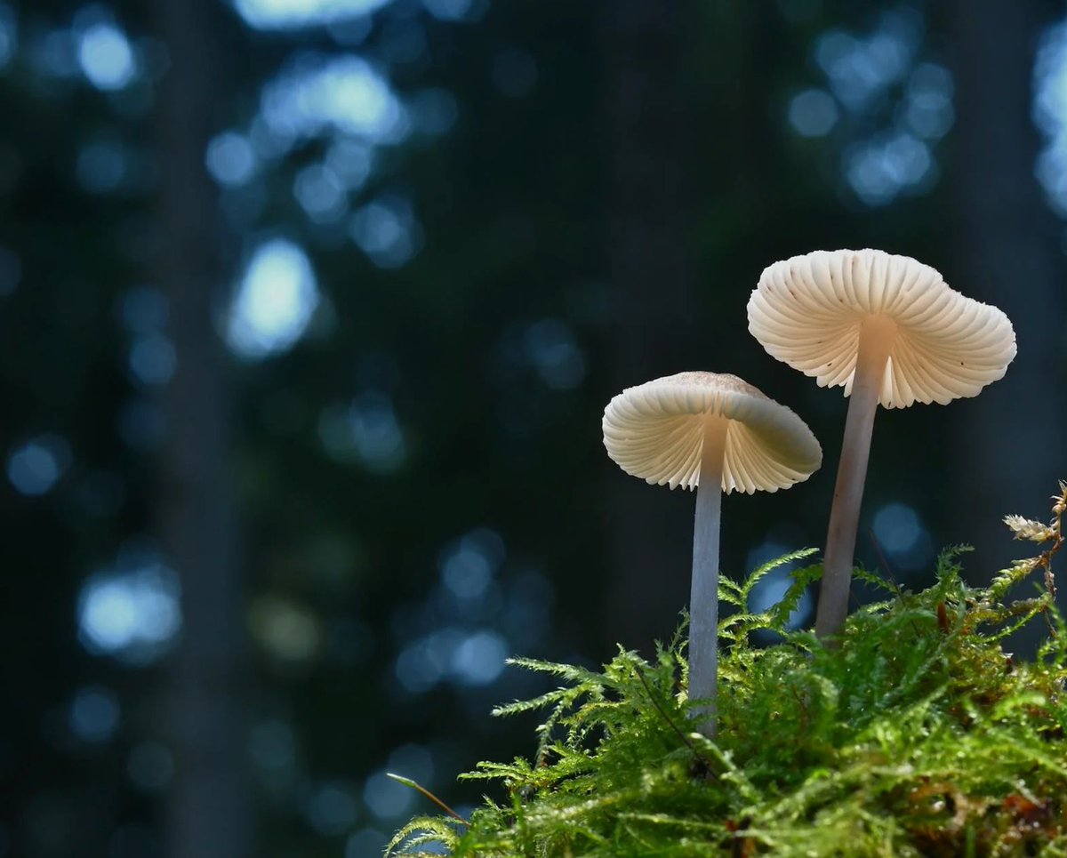 EMBoardBombs's tweet photo. Mushroom poisoning: Questionable morels
NEW EPISODE this week! 🍄 👇 
https://t.co/cfdJld8je9 
#medtwitter #FOAMed https://t.co/phXR42CPuV