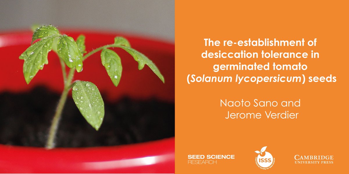 #NewPaper 🚨: The re-establishment of desiccation tolerance in germinated tomato (𝘚𝘰𝘭𝘢𝘯𝘶𝘮 𝘭𝘺𝘤𝘰𝘱𝘦𝘳𝘴𝘪𝘤𝘶𝘮) seeds 🍅 🌱 #DesiccationTolerance #SeedGermination #AbioticStress <a href="/CUP_LifeScience/">Cambridge University Press - Life Sciences</a> (1/5) buff.ly/4cqP1sN