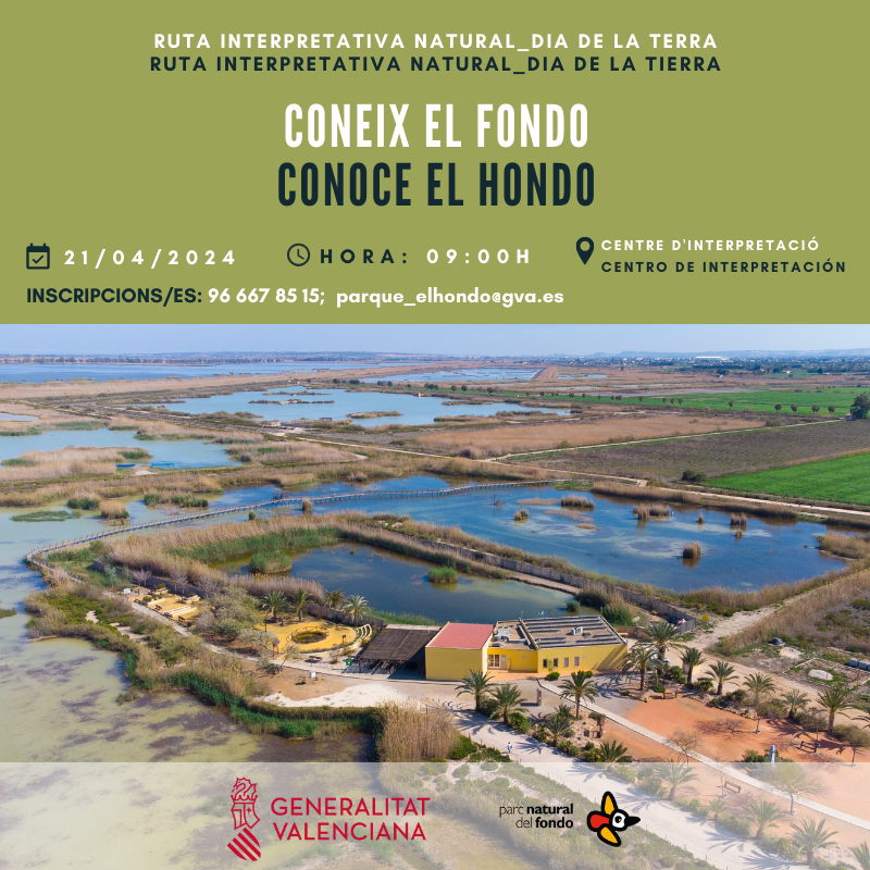 🥾🗒️ Ací teniu una ruta interpretativa natural en la qual donarem a conéixer les principals característiques d'un ecosistema d'aiguamoll de tipus mediterrani, el funcionament de les llacunes i tolles del Fondo. #gvamediambient #gvaparcsnaturals #pnelhondo