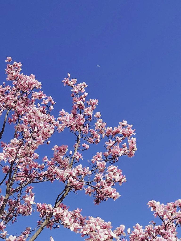 花和月亮同时出现的时候，你会想起我吗