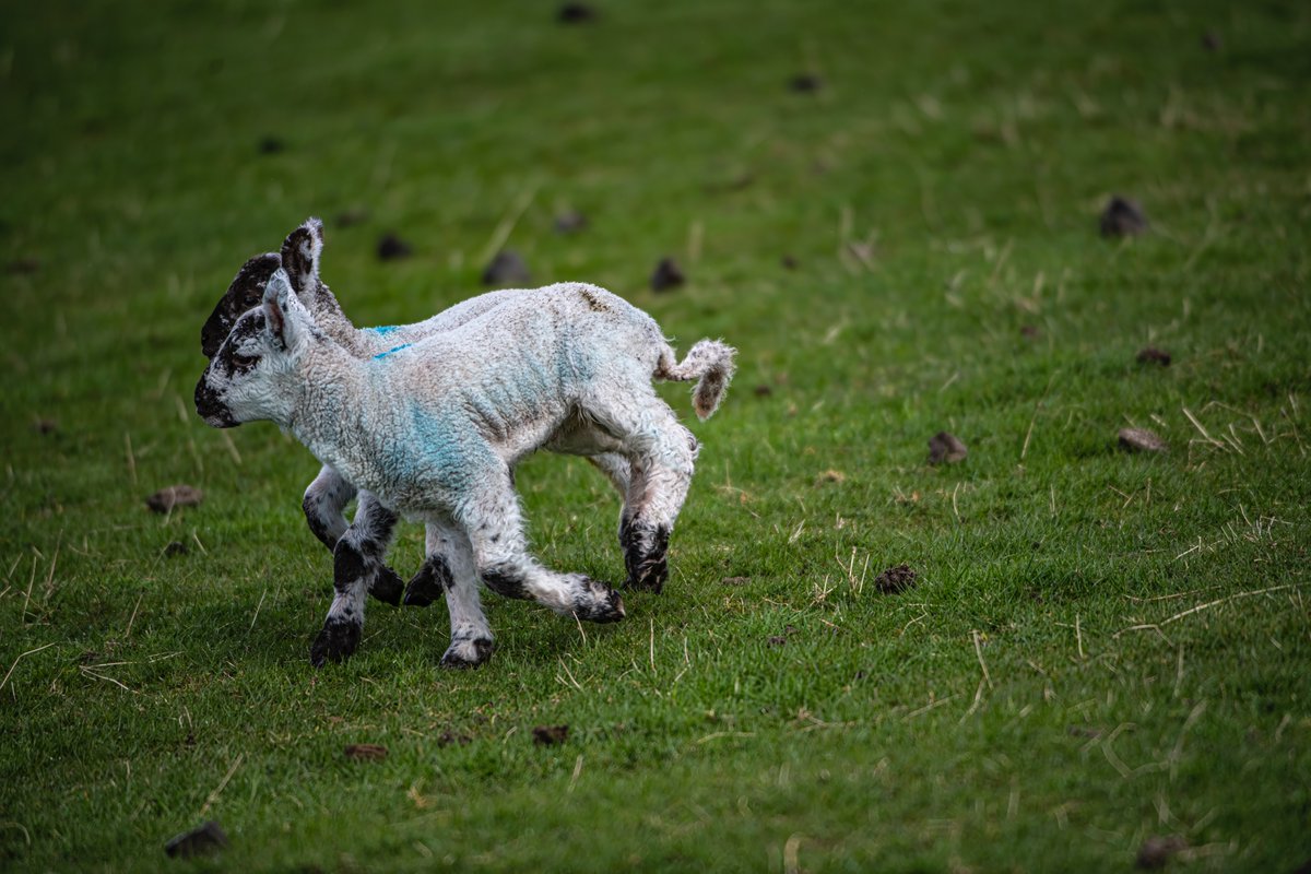 Lambs Overton Greenock #Greenock #Inverclyde #Scotland #Spring @discinverclyde @VisitScotland