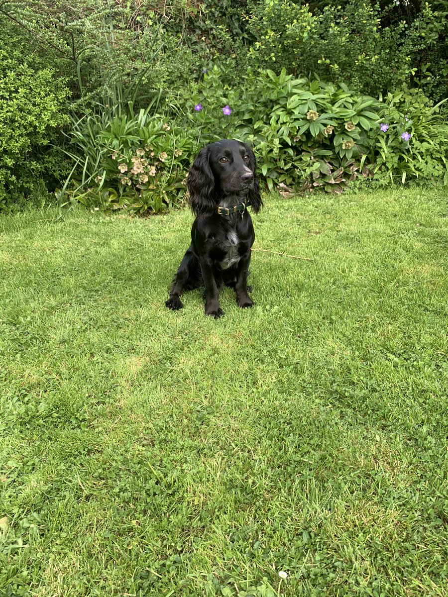 DougietheCocker's tweet photo. Happy 1st Birthday to my little bro Bertie https://t.co/rTEGh2Cx9m