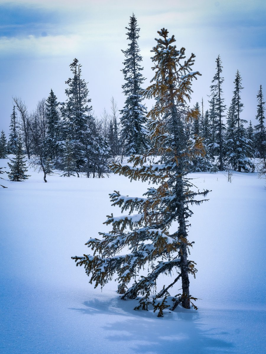 MansBjorn's tweet photo. Random tree. 

#Satsfjället #Saxnäs #Vilhelmina #snowmobile #skoter #Fujifilm #XT4 #XF33mm14 https://t.co/OOrKU3fUPT