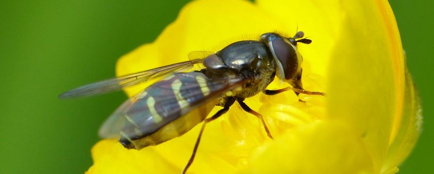 NatureTodayNL's tweet photo. Zweefvliegen sterven steeds sneller uit https://t.co/3bTRcl9Phq https://t.co/To8OTlTDQc