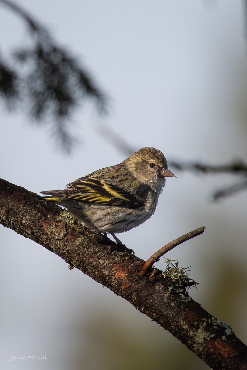 “Morning light, a canvas painted with #hope.” Pine Siskin 🔎 Spinus pinus #TwitterNatureCommunity #nikon #birdphotography #BirdsSeenIn2024 #BirdsOfTwitter #NaturePhotography #birds #birding @mybirdcards @nature_org @miajbirdkartoj @BirdWatchingMag