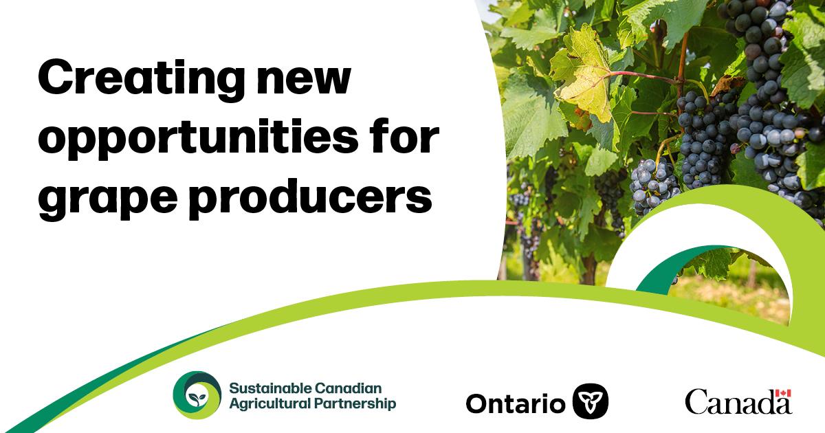 Attention Ontario wine grape growers 🚨  75% of the Growing Future Opportunities Initiative has been allocated. Apply now to enhance your competitiveness: agricorp.com/en-ca/News/202…