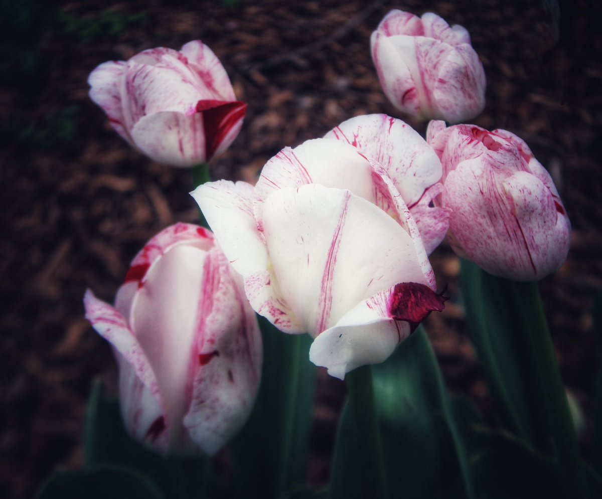 And we awaken to a new day #TulipTuesday #flowerphotography