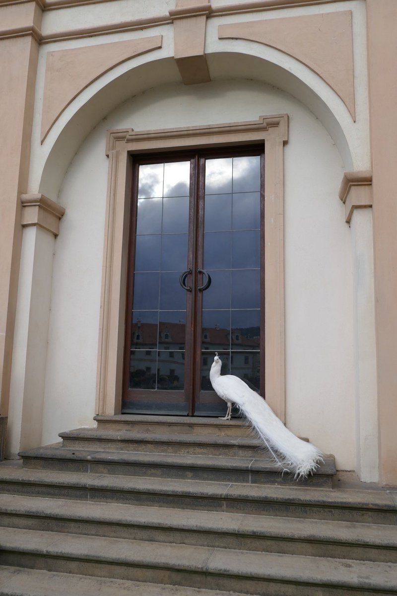 Schnute771's tweet image. They are beautiful and they totally know it #posingforthecamera