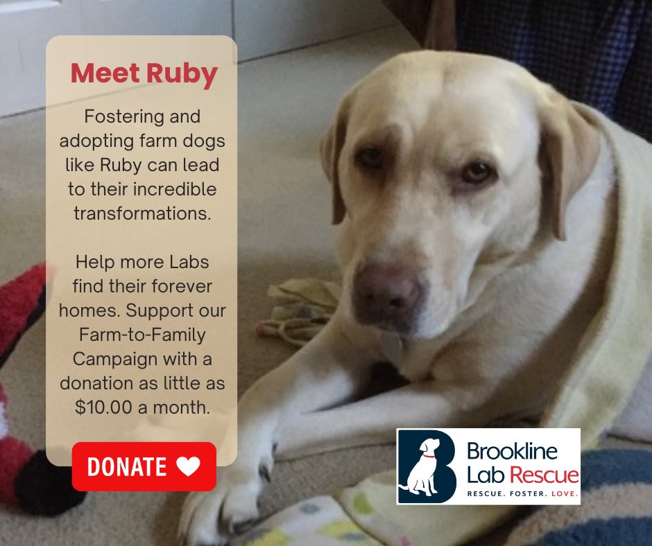 BrooklineLabs's tweet photo. Meet Ruby: From Farm to Family. Despite a tough past, Ruby became our beloved companion. Help more Labs find forever homes. Donate today: https://t.co/y2InnMhWEm https://t.co/6YSQ86ZAcK