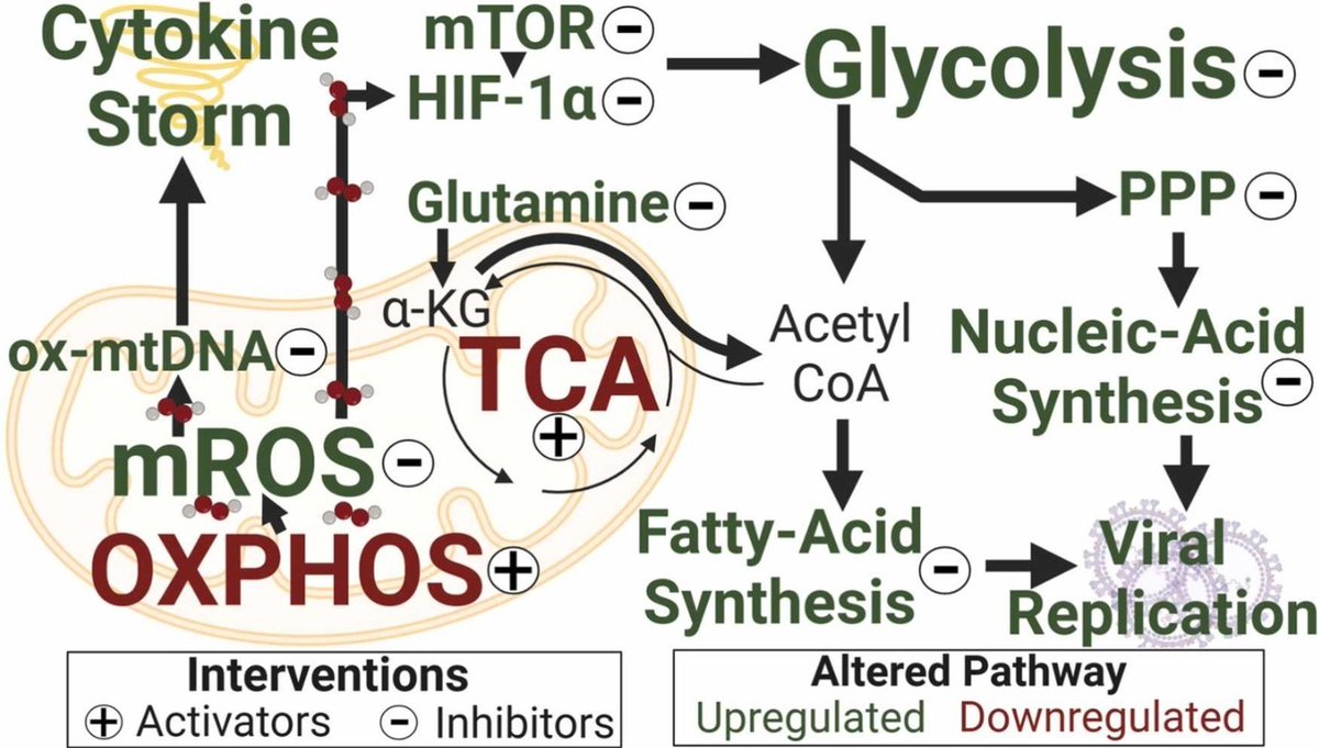 SARS-CoV-2 Mitochondrial Metabolic and Epigenomic Reprogramming in COVID-19

❗More and detailed evidence how SarsCov2 f.cks with your cellular power plants: MITOCHONDRIA

➡️'SARS-CoV-2 strongly inhibits mitochondrial oxidative phosphorylation (OXPHOS) resulting in increased…