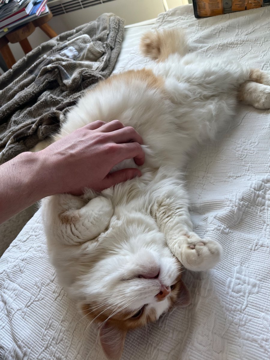 ILightspeedI's tweet photo. My lil demon https://t.co/SyG1MPQeaT