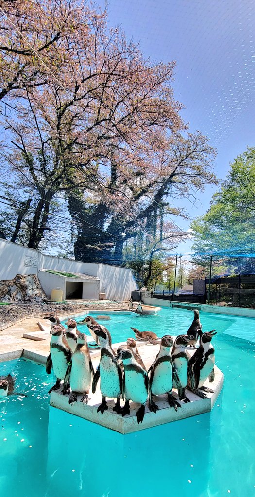 #羽村市動物公園 #ヒノトントンZOO 
#フンボルトペンギン #桜フンボ

神様、今年も桜フンボをありがとうございました…🌸