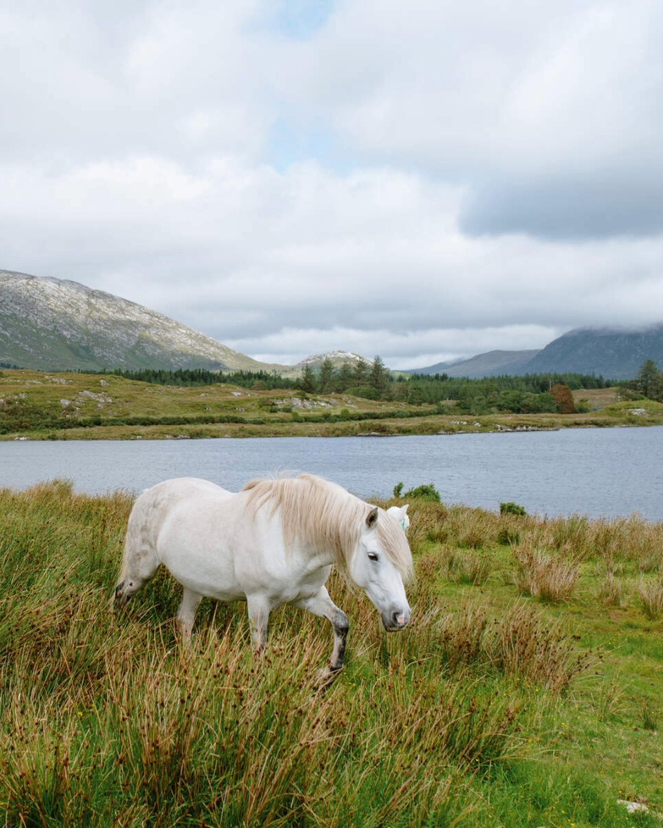As the #WildAtlanticWay turns 10, a shout out to 10 unmissable animals on the route! How many have you seen? 👀💚 1)🐴 Connemara Pony, Connemara, County Galway