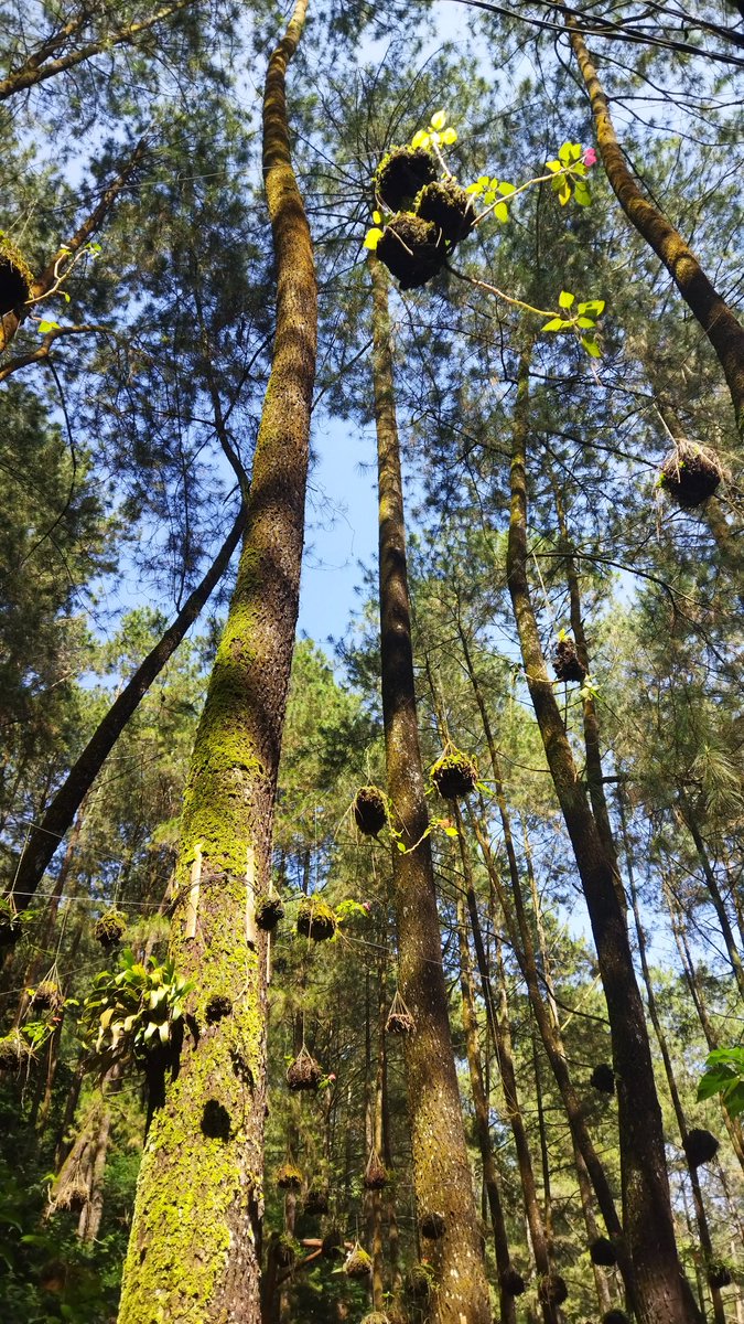 nnaxxiys's tweet image. Pakelah hape pintarmu biar lebih sering motret. 

#shotonpoco #POCOM3