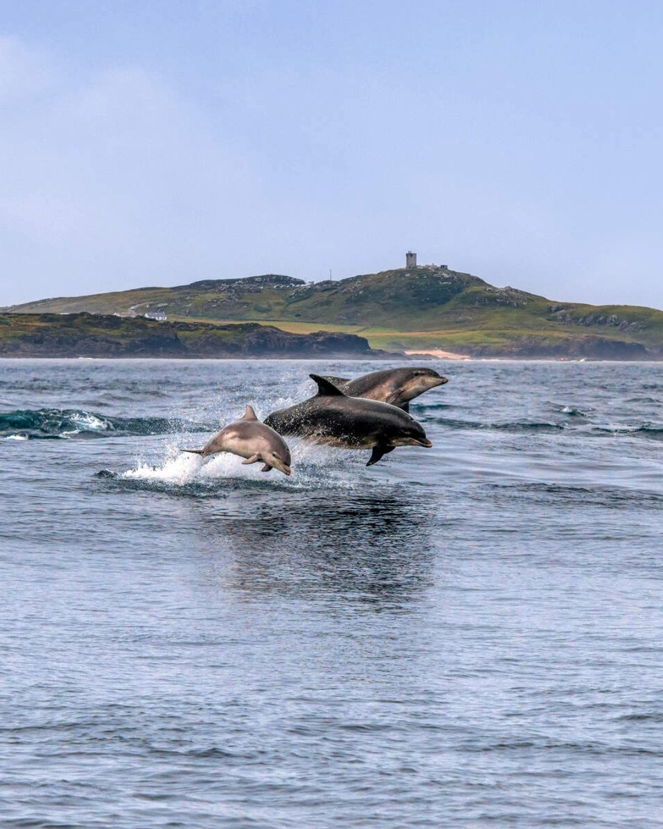 2) 🐬 Dolphins, Malin Head, County Donegal