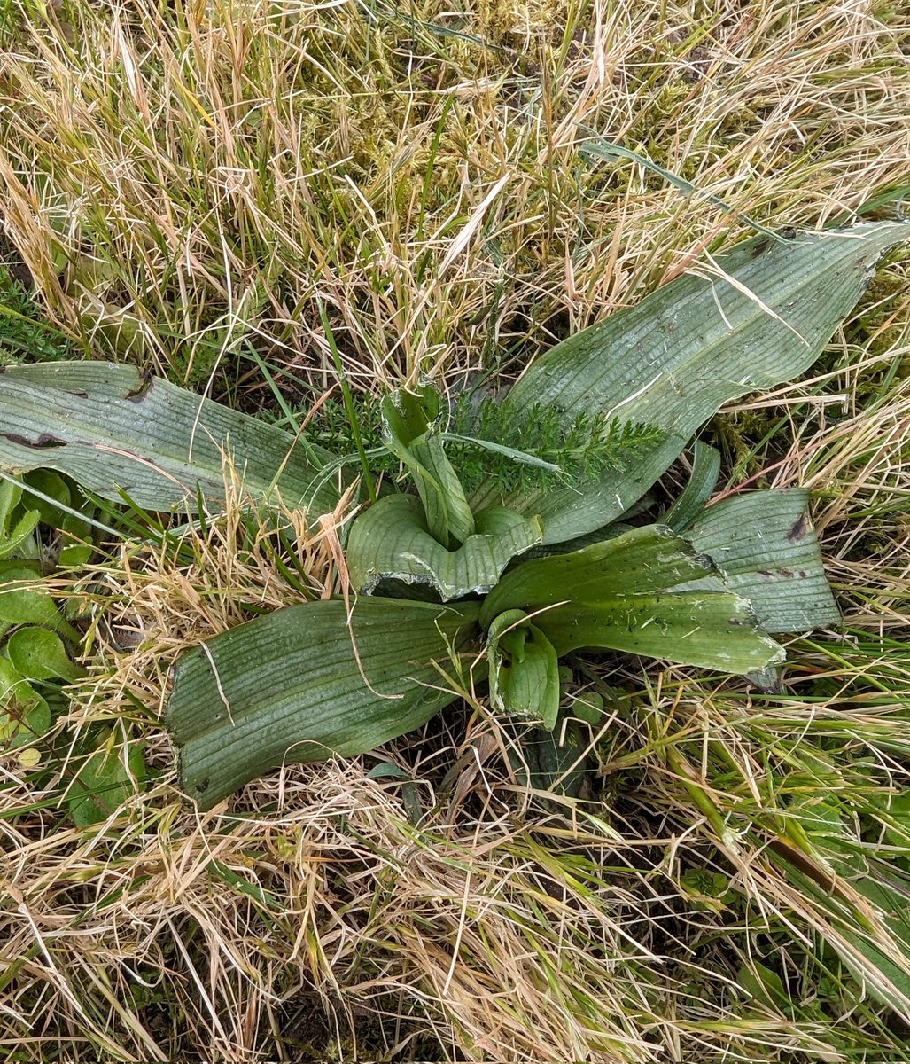 Just spotted at least 12 #orchids in a section of grass verge next to Sgts Mess <a href="/RAF_Valley/">RAF Valley</a> 
Is there any chance you could please amend your mowing regime to give them the chance to flower? 
<a href="/RAFValleyStnCdr/">RAF Valley Station Commander</a>
<a href="/BSBIbotany/">BSBI: Botanical Society of Britain & Ireland</a> <a href="/wildflower_hour/">wildflowerhour</a> <a href="/Britainsorchids/">Britain's Orchids</a> <a href="/ukorchids/">Wild Orchids UK & Ireland</a> <a href="/thenewgalaxy/">Dr Richard Bate</a>