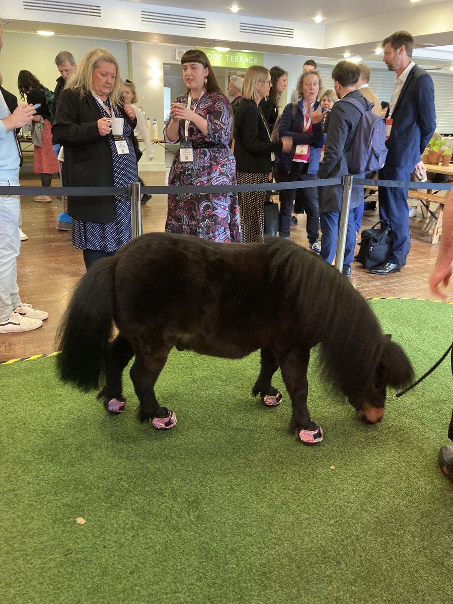 lisaharris's tweet photo. Great to see Patrick the Therapy Pony (a global internet sensation) entertaining #THEDigitalUK delegates ⁦@UniofExeter⁩ 🐴🧲🐴 https://t.co/0s4jOi6L3g
