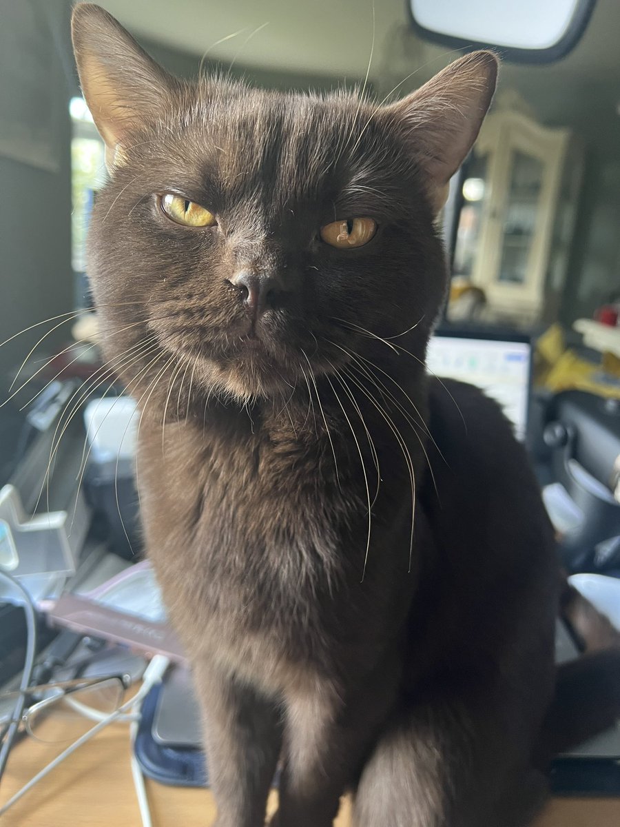 Today’s writing companion is Dudley. So long as he stops continually walking across my MacBook keyboard, and wanting attention, which is stopping me working.