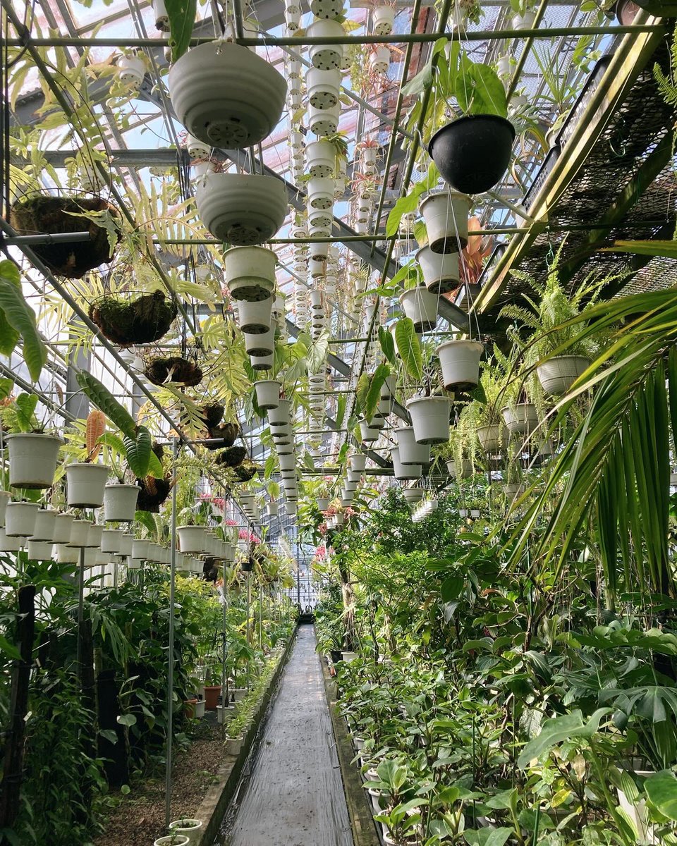 Dogawa01's tweet photo. 花宇宙温室 https://t.co/OHhZrQemWC